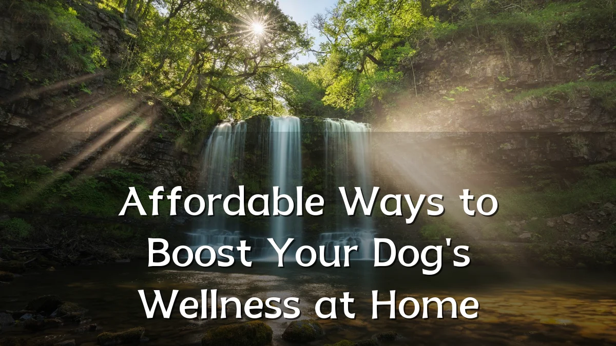 Affordable Ways to Boost Your Dog's Wellness at Home