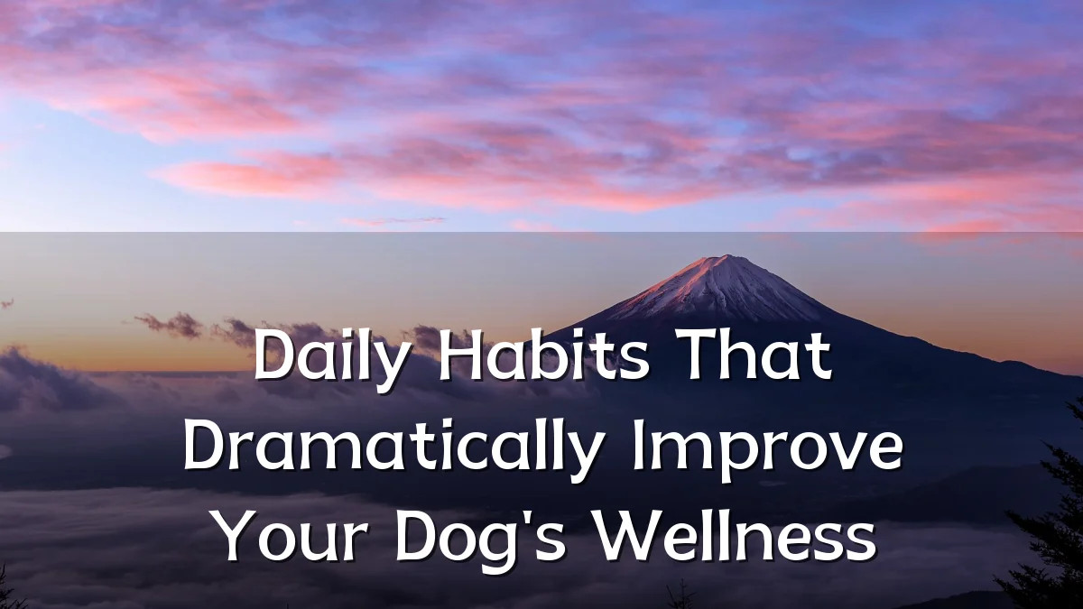 Daily Habits That Dramatically Improve Your Dog's Wellness