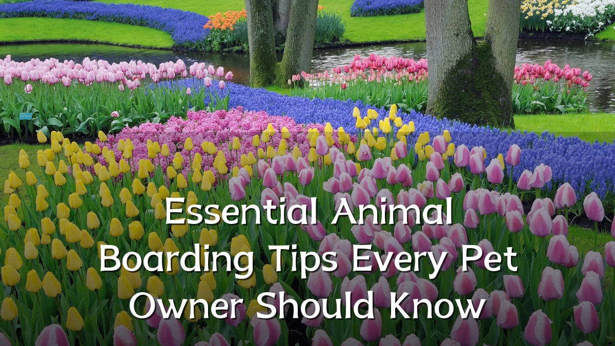 Essential Animal Boarding Tips Every Pet Owner Should Know