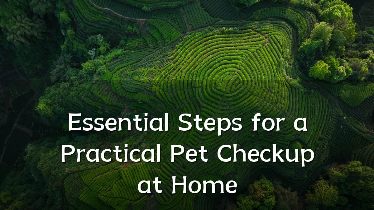 Essential Steps for a Practical Pet Checkup at Home
