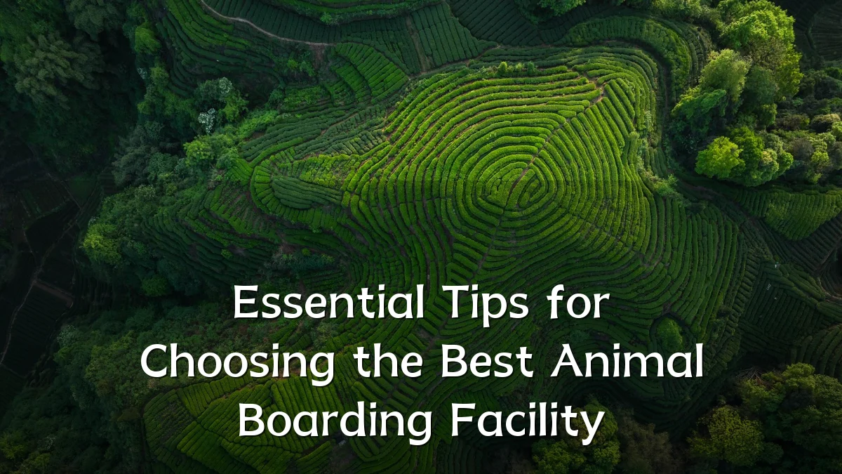 Essential Tips for Choosing the Best Animal Boarding Facility