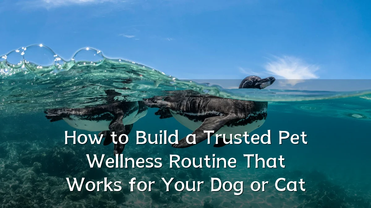 How to Build a Trusted Pet Wellness Routine That Works for Your Dog or Cat