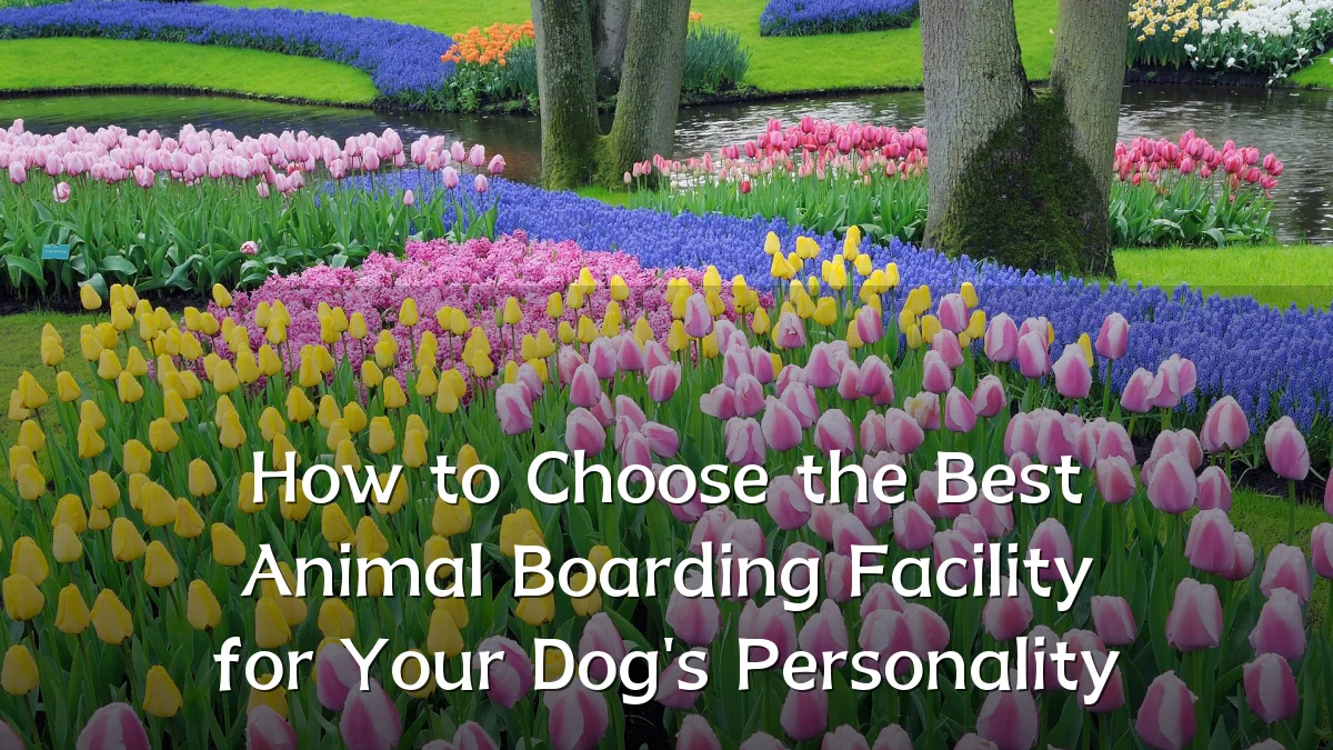 How to Choose the Best Animal Boarding Facility for Your Dog's Personality