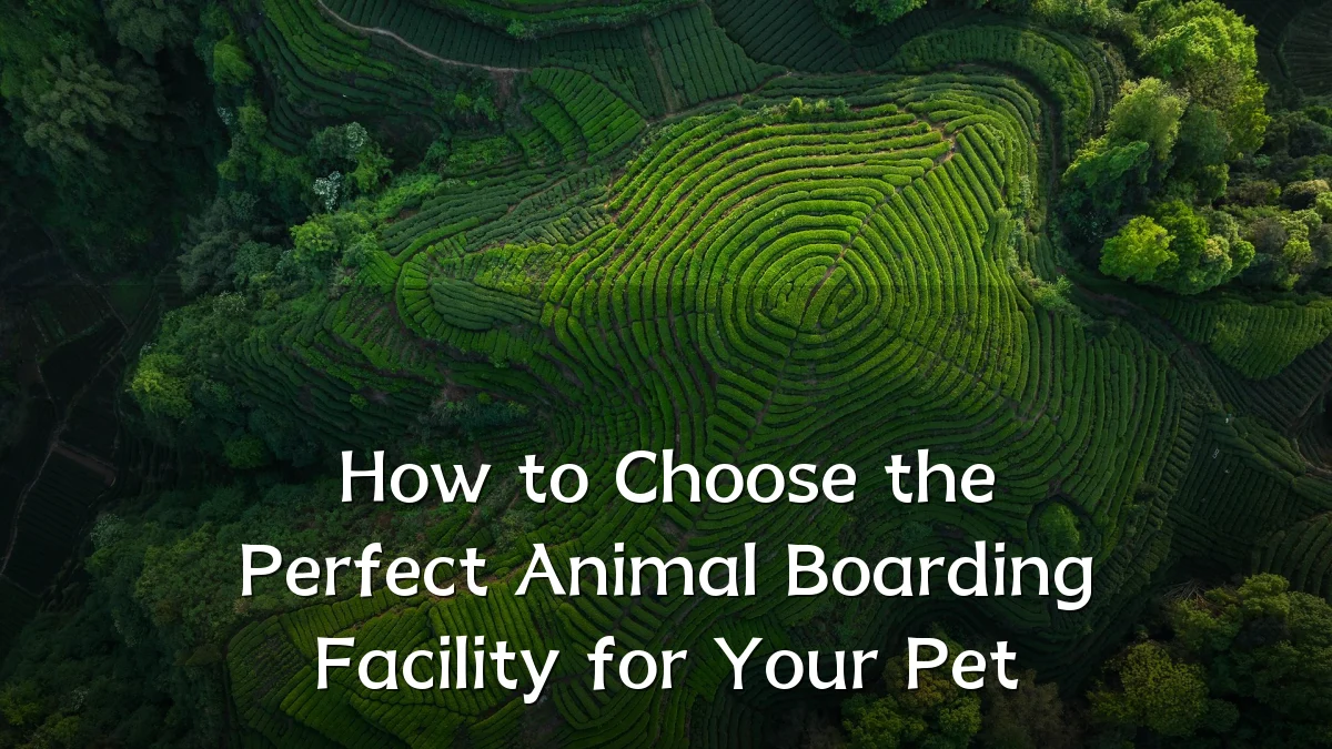 How to Choose the Perfect Animal Boarding Facility for Your Pet