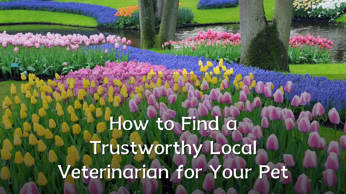 How to Find a Trustworthy Local Veterinarian for Your Pet