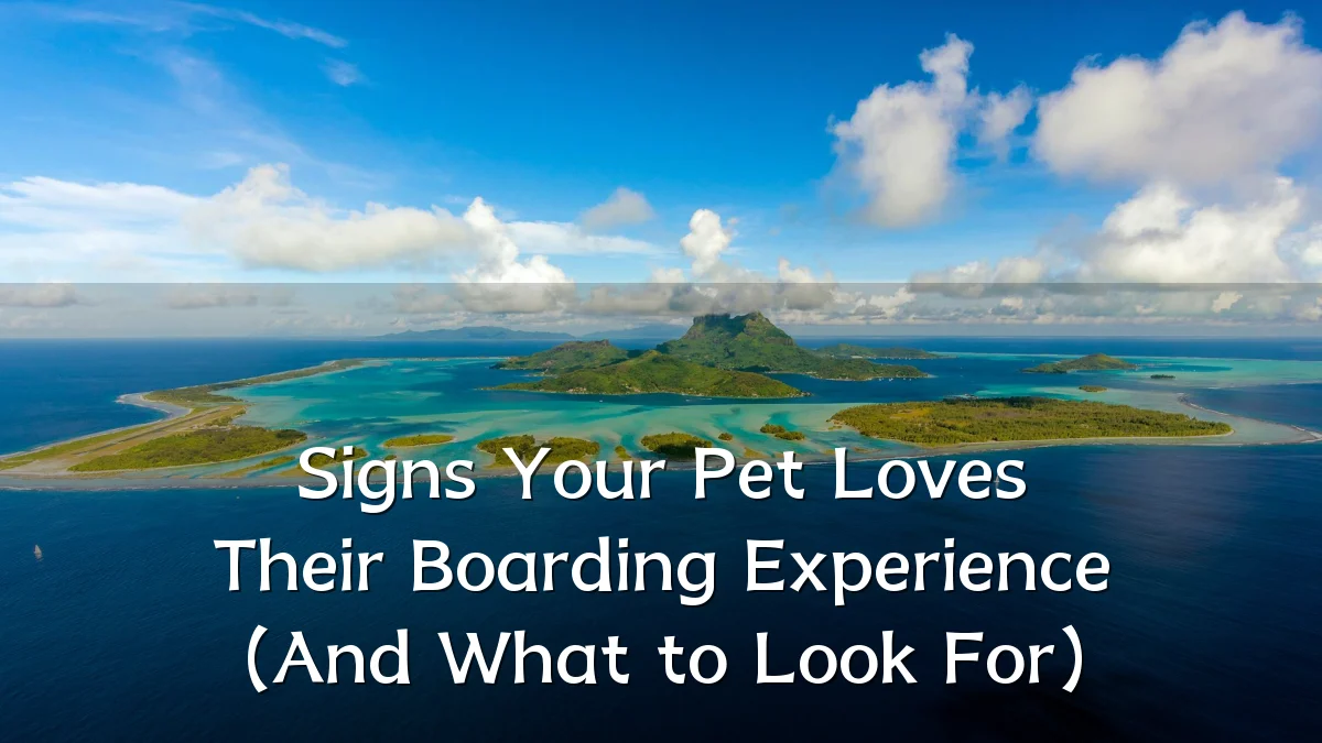 Signs Your Pet Loves Their Boarding Experience (And What to Look For)