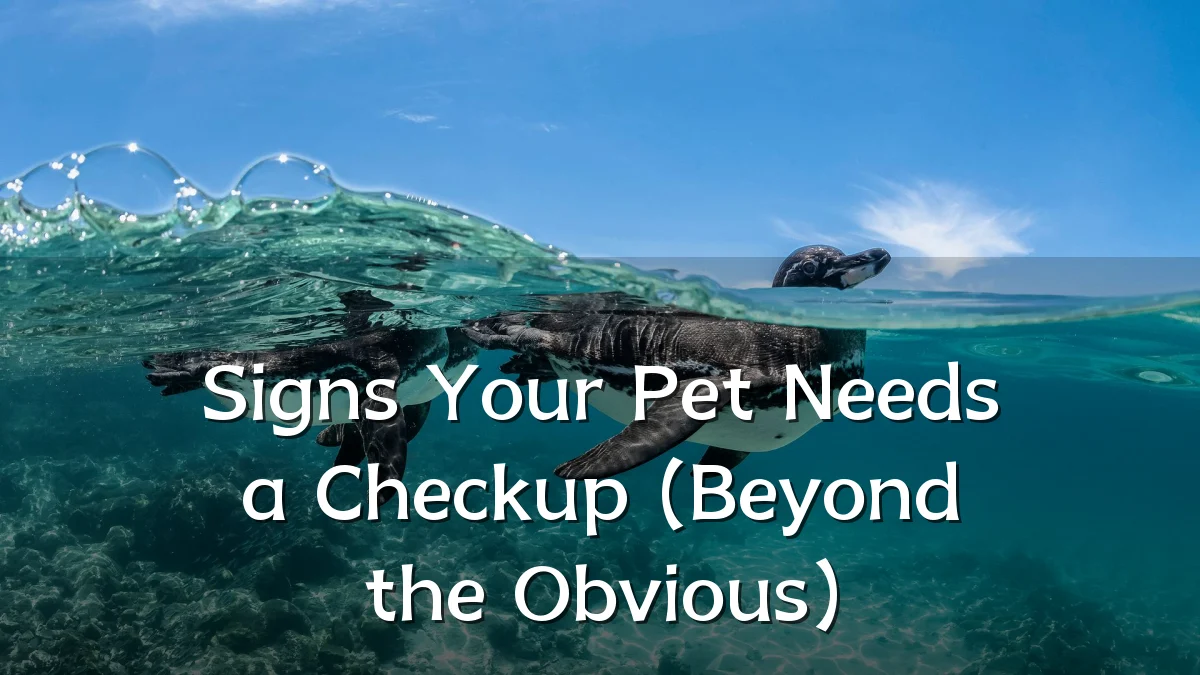 Signs Your Pet Needs a Checkup (Beyond the Obvious)