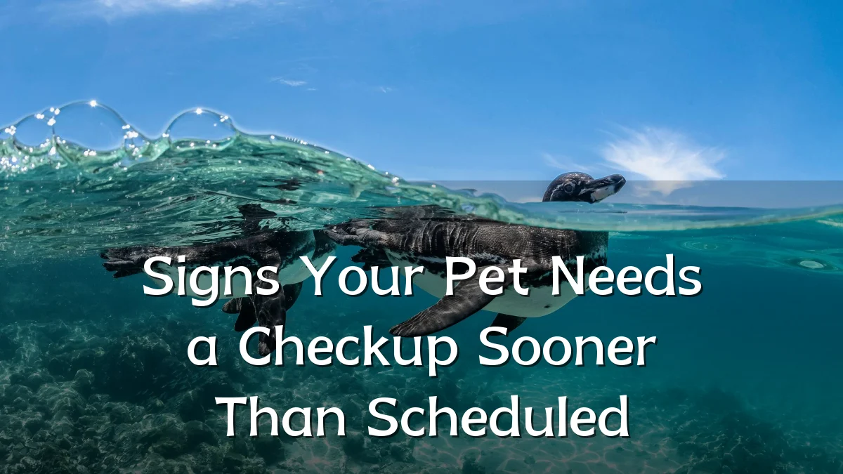 Signs Your Pet Needs a Checkup Sooner Than Scheduled