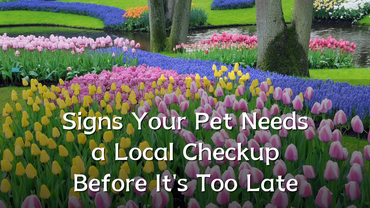 Signs Your Pet Needs a Local Checkup Before It's Too Late