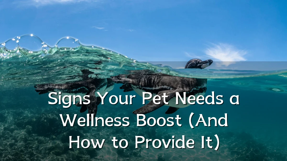 Signs Your Pet Needs a Wellness Boost (And How to Provide It)