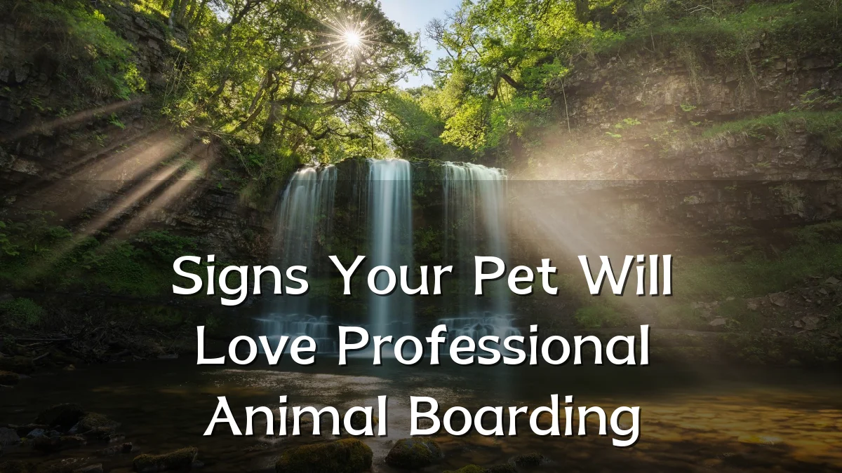 Signs Your Pet Will Love Professional Animal Boarding