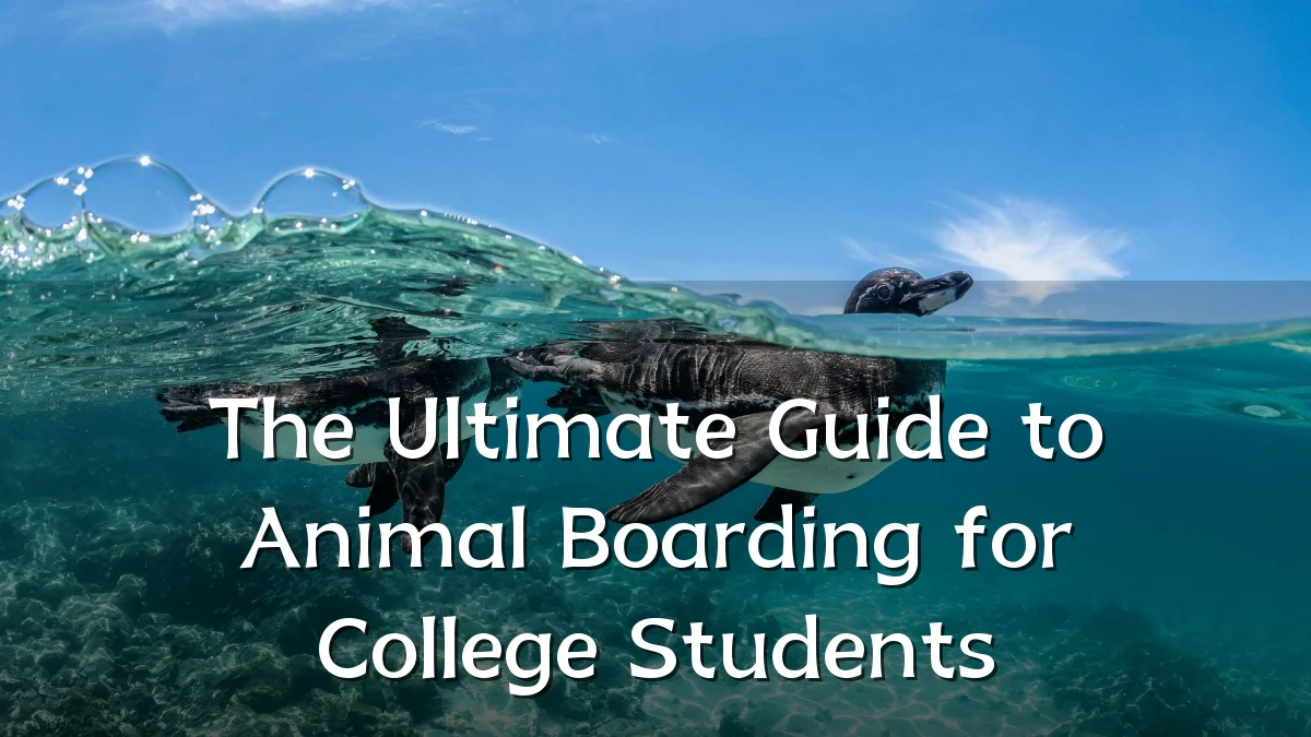 The Ultimate Guide to Animal Boarding for College Students