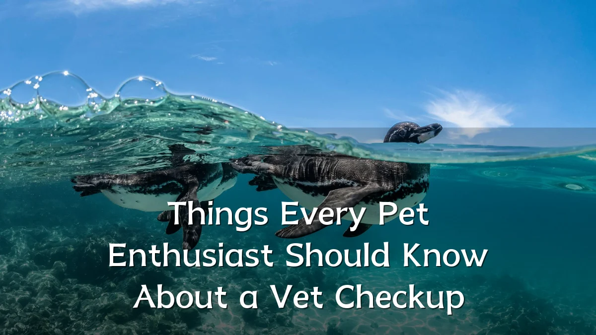 Things Every Pet Enthusiast Should Know About a Vet Checkup