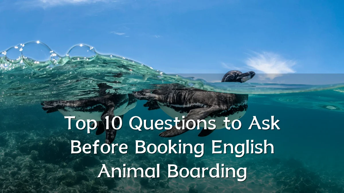 Top 10 Questions to Ask Before Booking English Animal Boarding
