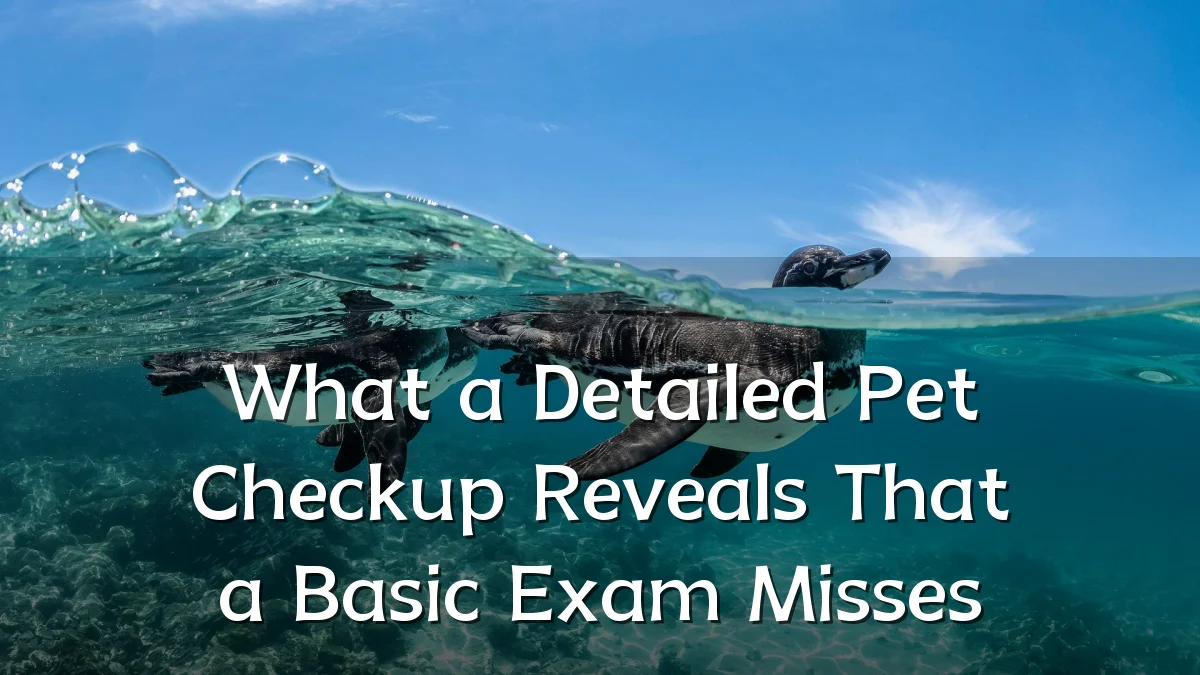 What a Detailed Pet Checkup Reveals That a Basic Exam Misses