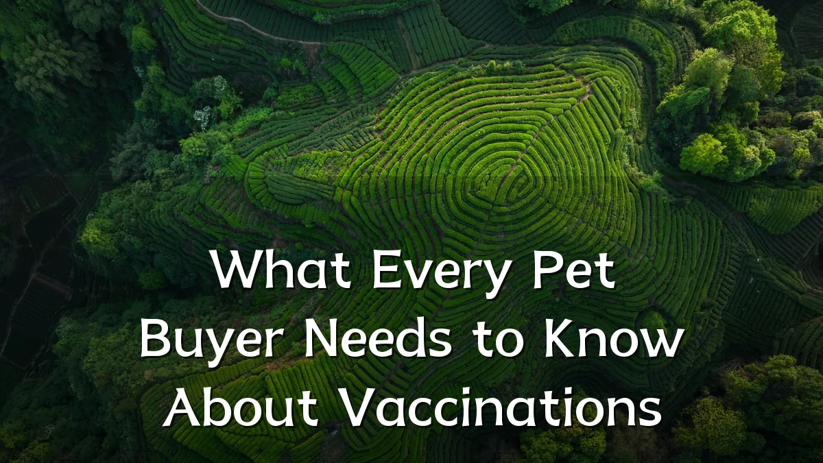 What Every Pet Buyer Needs to Know About Vaccinations