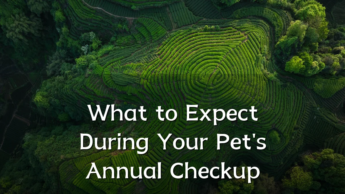 What to Expect During Your Pet's Annual Checkup