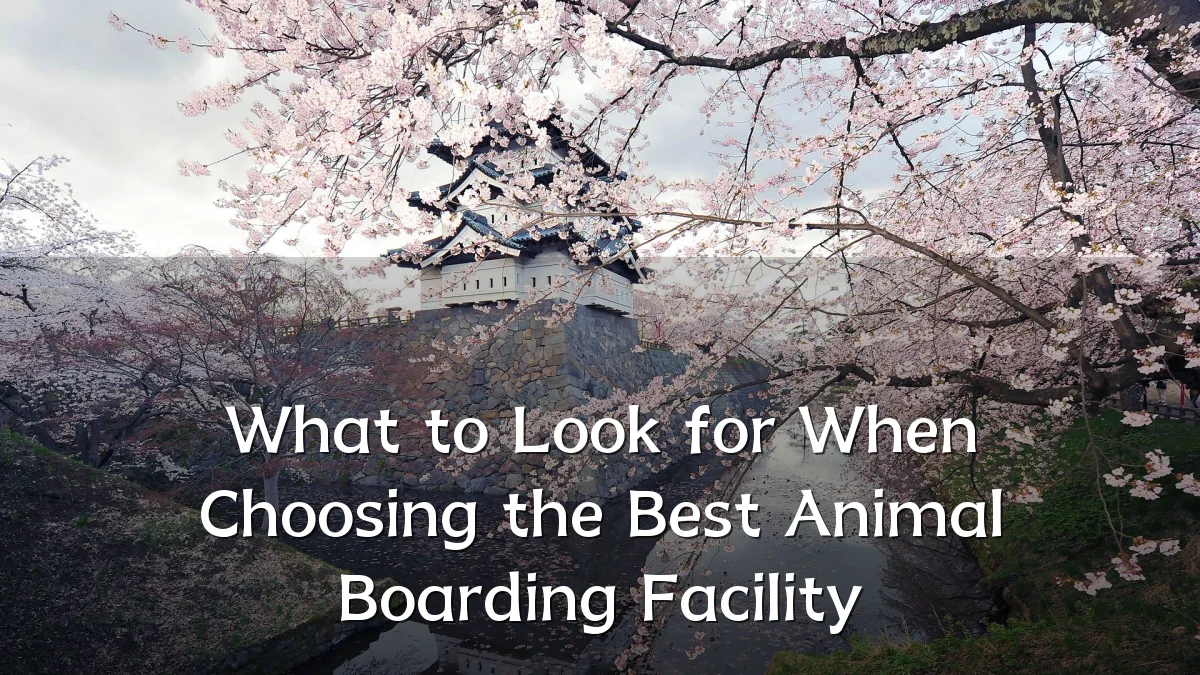 What to Look for When Choosing the Best Animal Boarding Facility