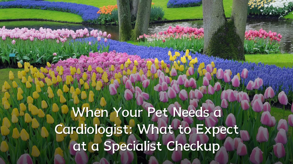 When Your Pet Needs a Cardiologist: What to Expect at a Specialist Checkup
