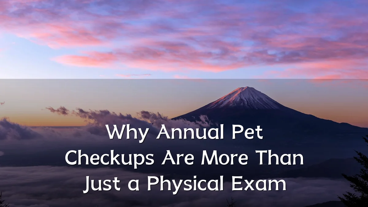 Why Annual Pet Checkups Are More Than Just a Physical Exam