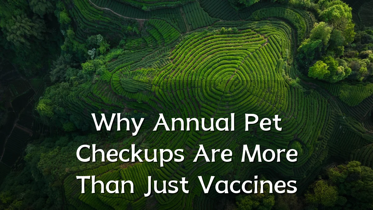 Why Annual Pet Checkups Are More Than Just Vaccines