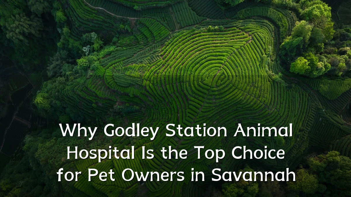 Why Godley Station Animal Hospital Is the Top Choice for Pet Owners in Savannah