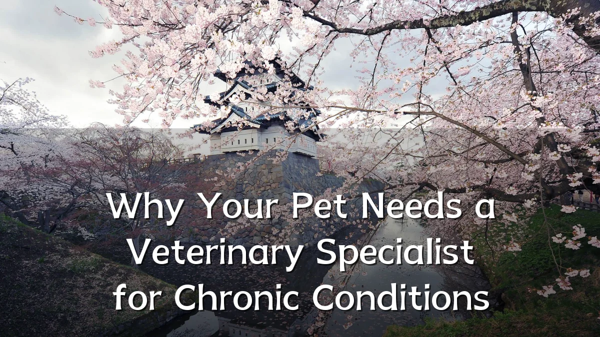 Why Your Pet Needs a Veterinary Specialist for Chronic Conditions