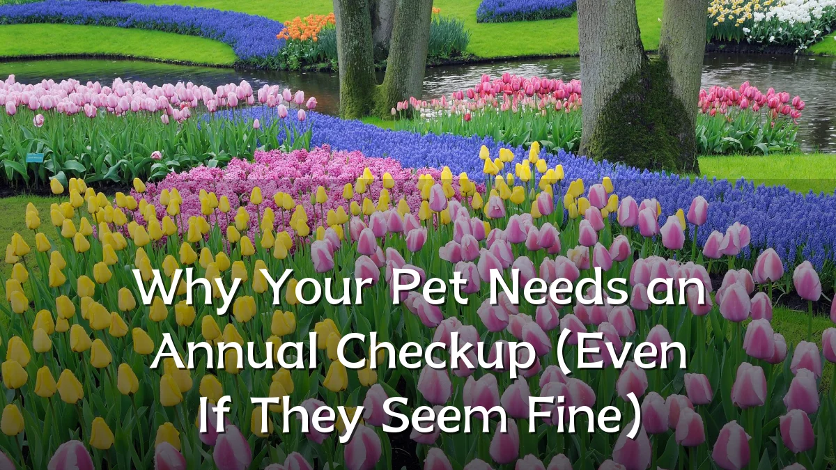 Why Your Pet Needs an Annual Checkup (Even If They Seem Fine)
