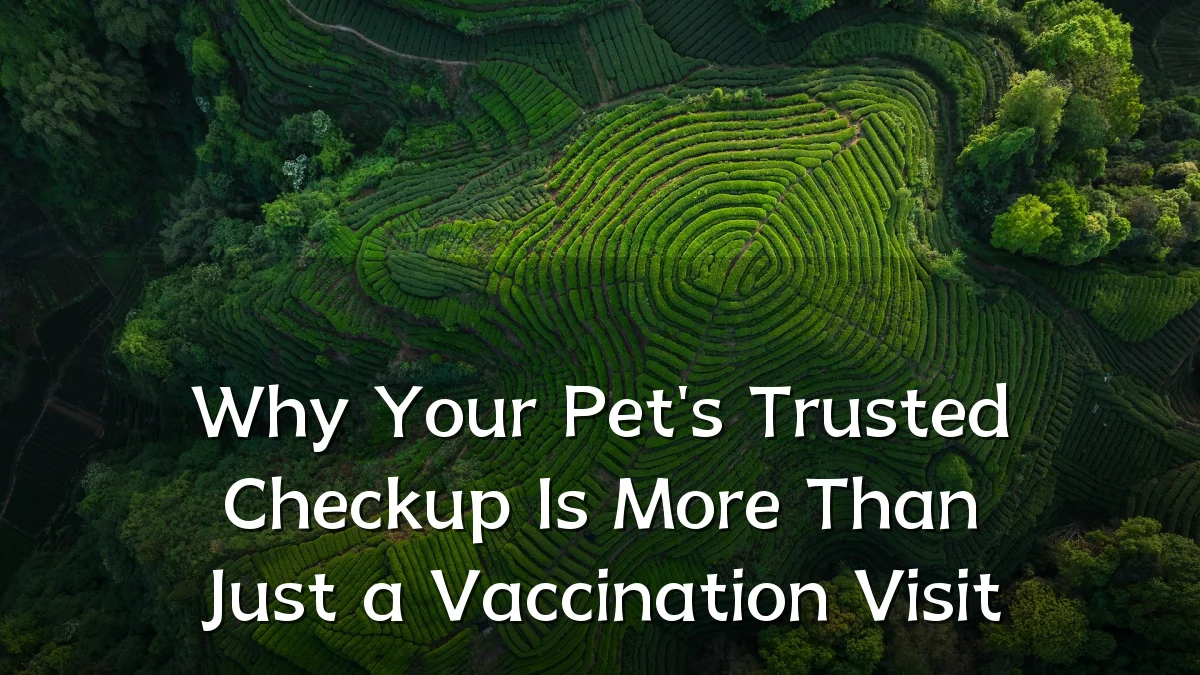 Why Your Pet's Trusted Checkup Is More Than Just a Vaccination Visit