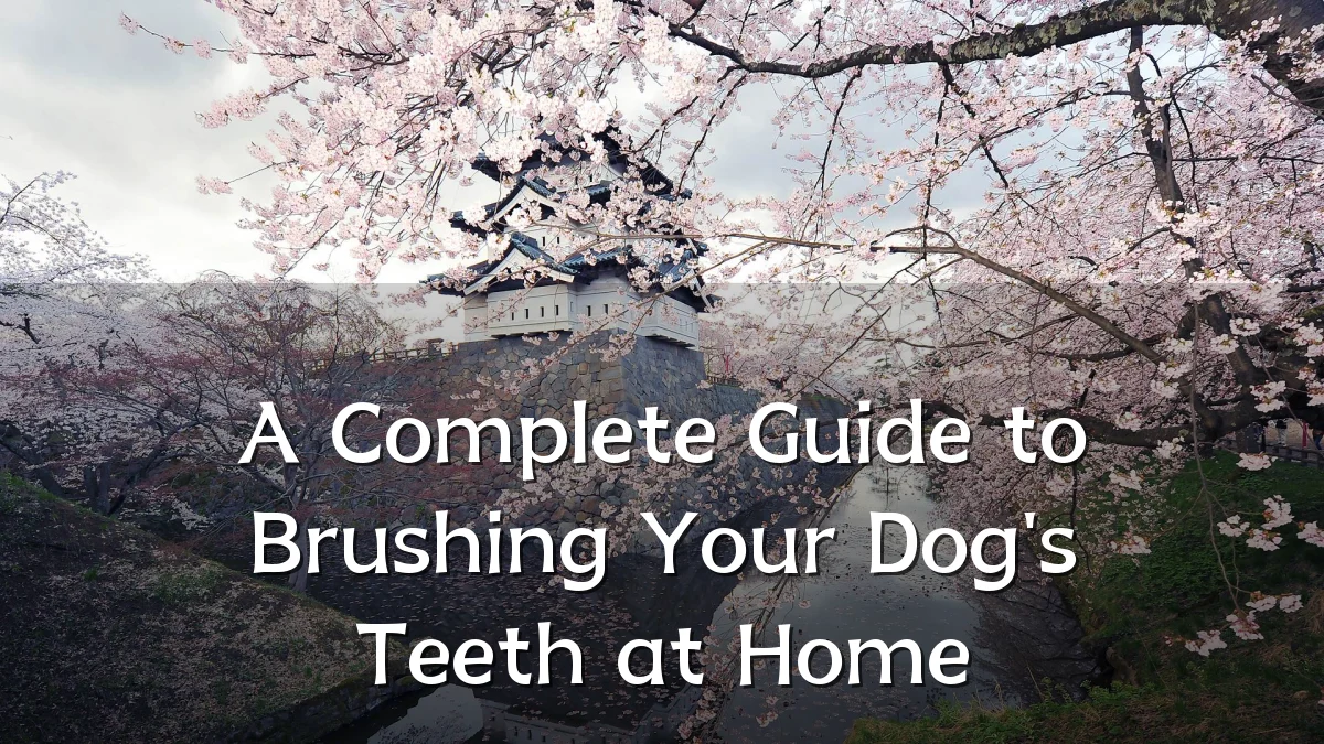 A Complete Guide to Brushing Your Dog's Teeth at Home