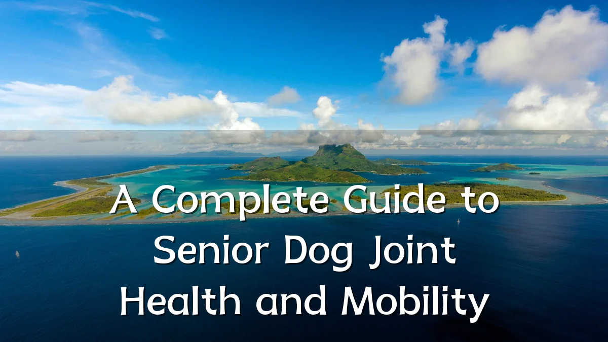 A Complete Guide to Senior Dog Joint Health and Mobility