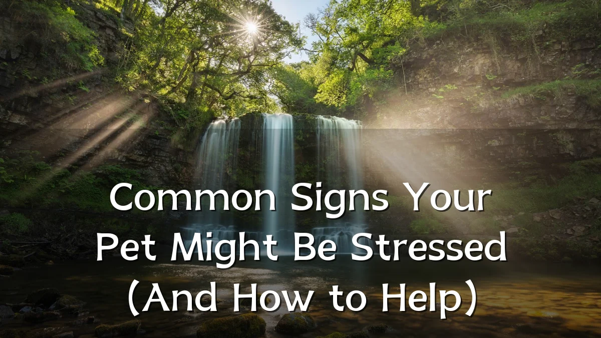 Common Signs Your Pet Might Be Stressed (And How to Help)