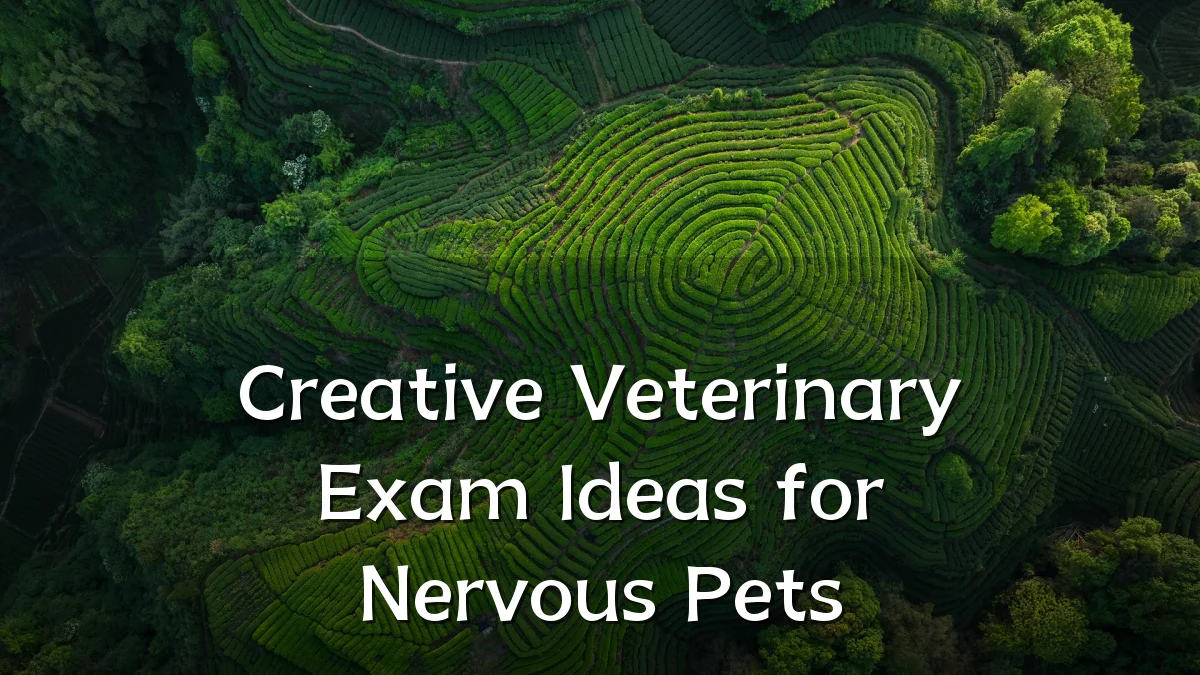 Creative Veterinary Exam Ideas for Nervous Pets