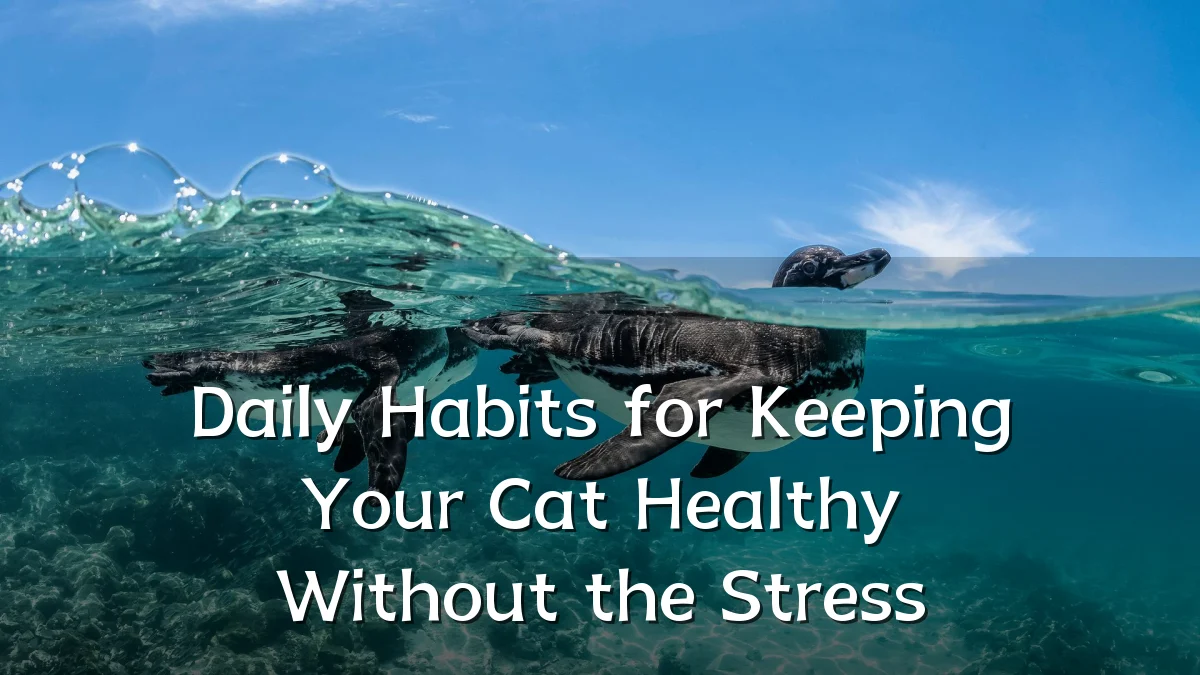 Daily Habits for Keeping Your Cat Healthy Without the Stress