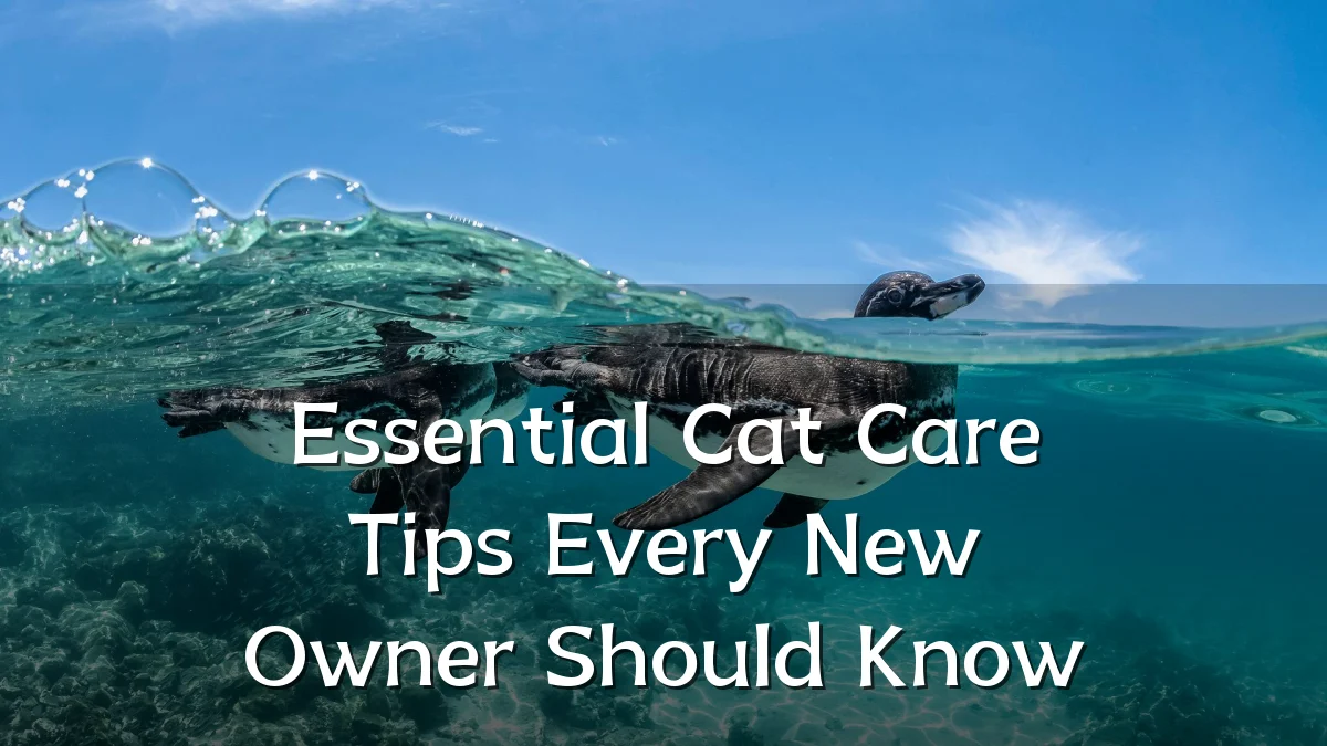 Essential Cat Care Tips Every New Owner Should Know
