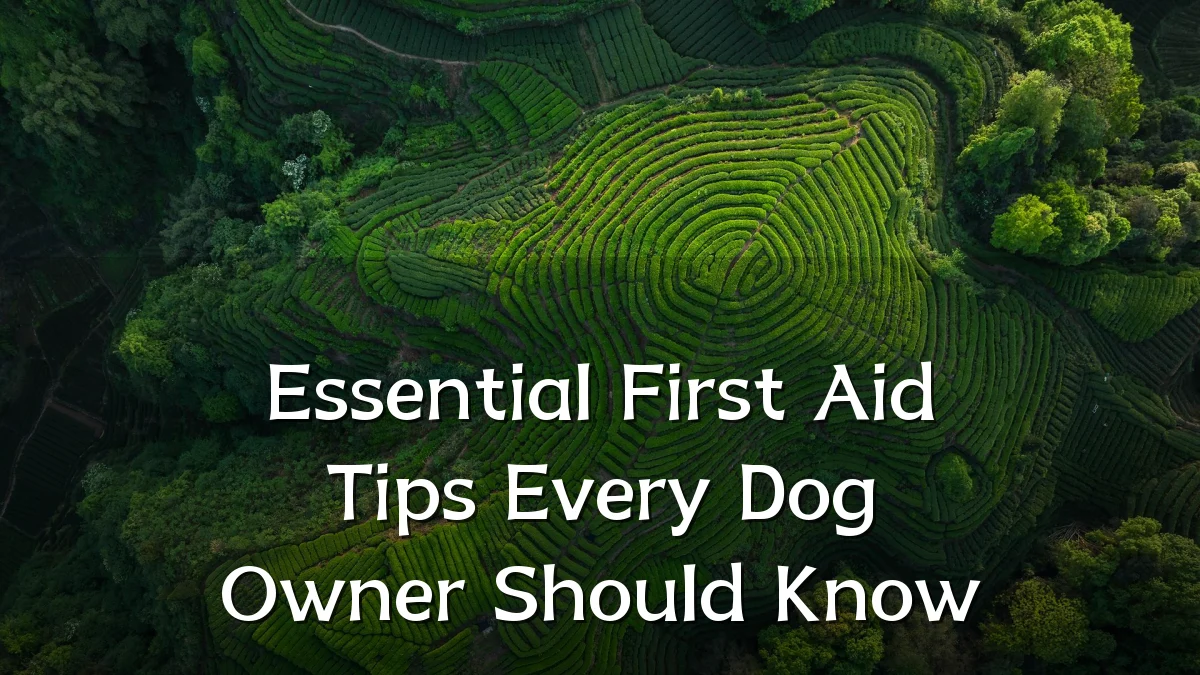Essential First Aid Tips Every Dog Owner Should Know