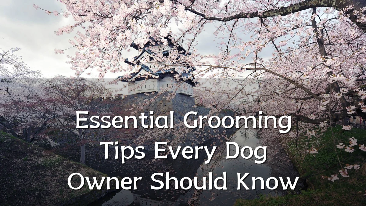 Essential Grooming Tips Every Dog Owner Should Know
