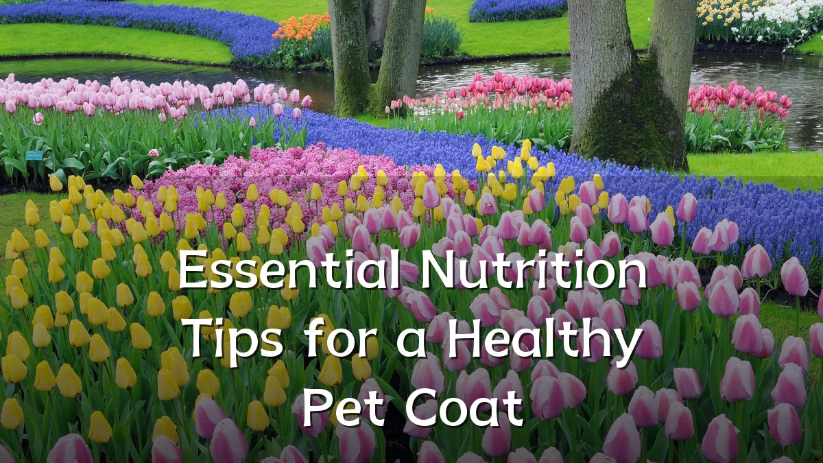 Essential Nutrition Tips for a Healthy Pet Coat