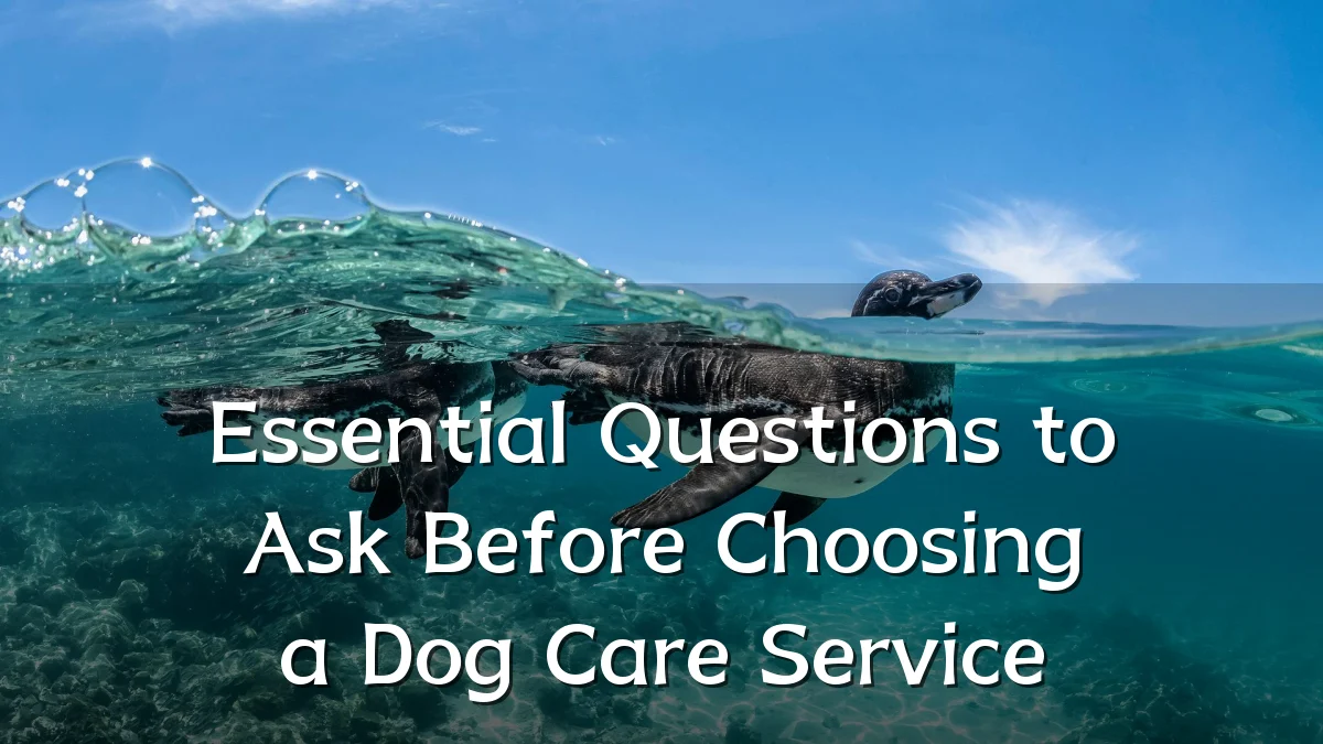 Essential Questions to Ask Before Choosing a Dog Care Service