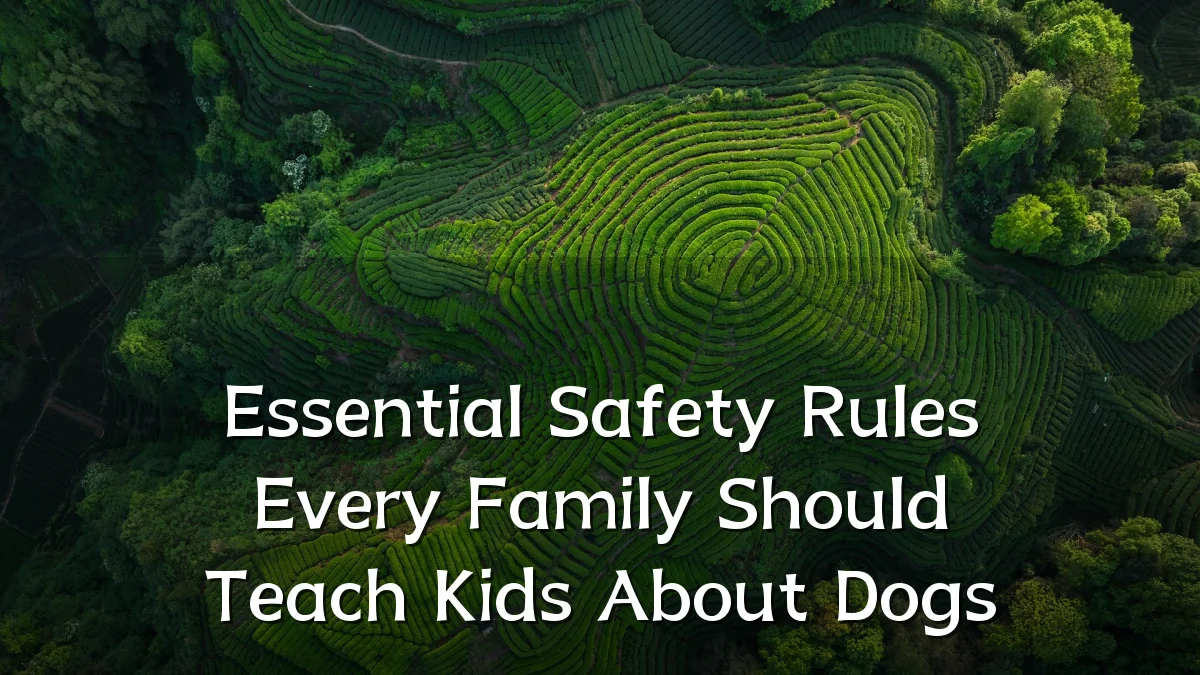 Essential Safety Rules Every Family Should Teach Kids About Dogs