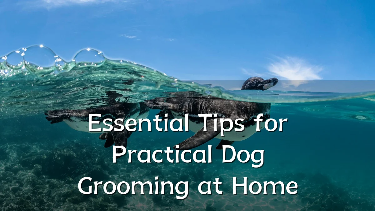 Essential Tips for Practical Dog Grooming at Home