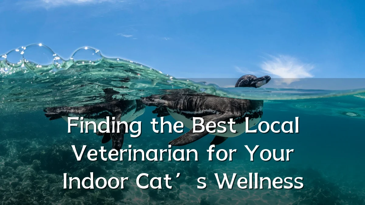 Finding the Best Local Veterinarian for Your Indoor Cat’s Wellness