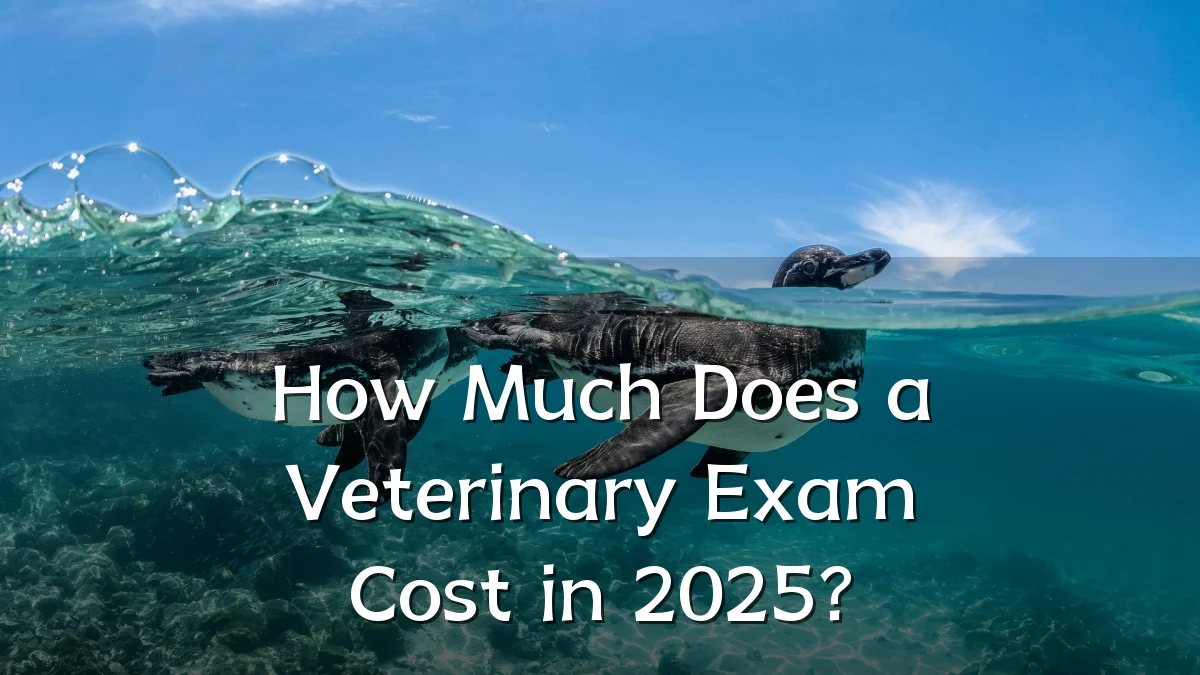 How Much Does a Veterinary Exam Cost in 2025?