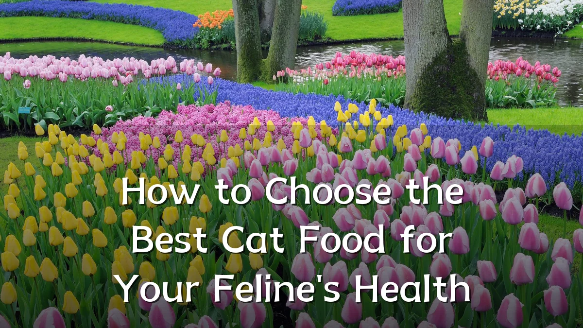 How to Choose the Best Cat Food for Your Feline's Health