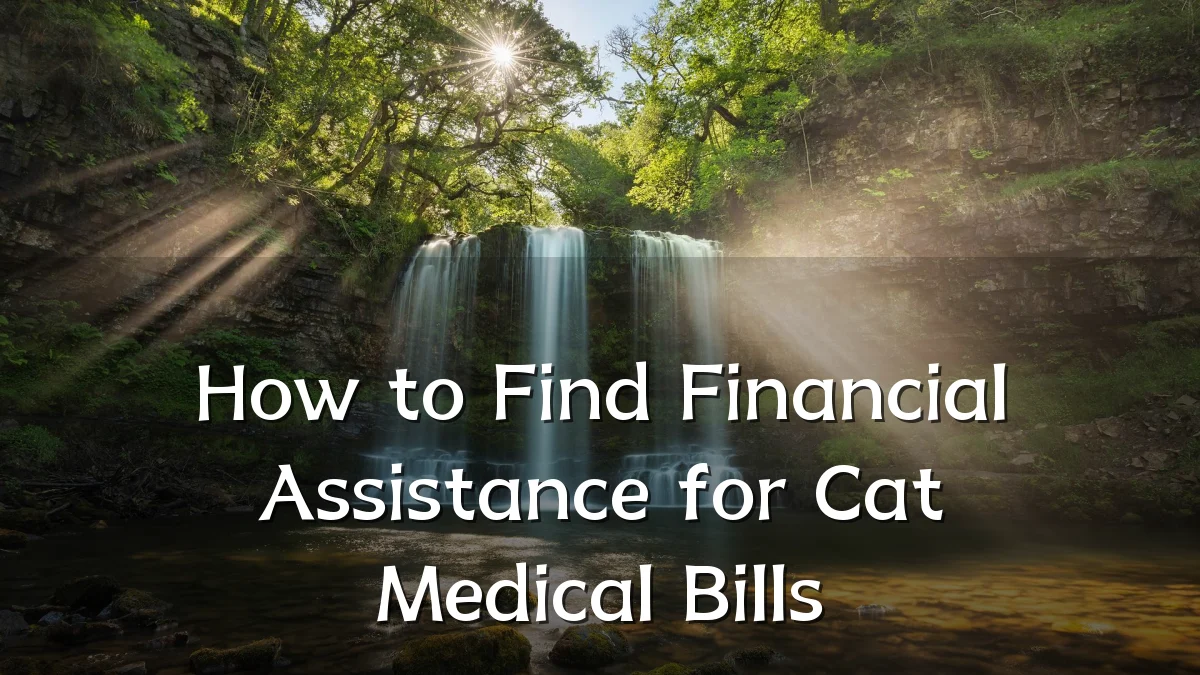 How to Find Financial Assistance for Cat Medical Bills
