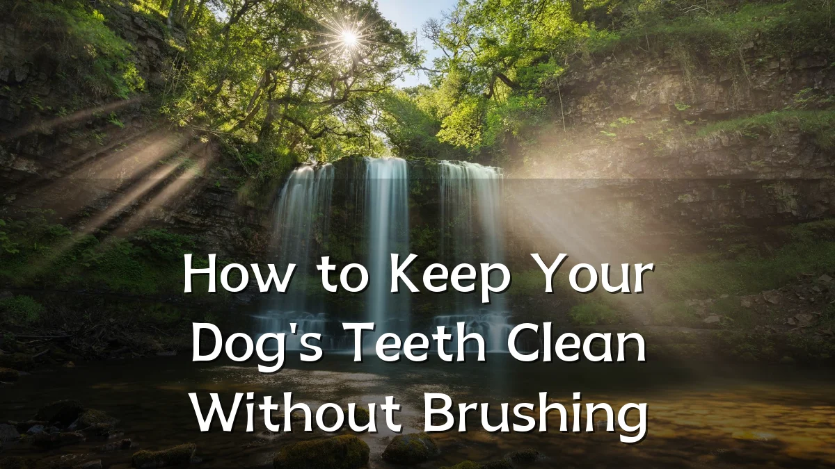 How to Keep Your Dog's Teeth Clean Without Brushing