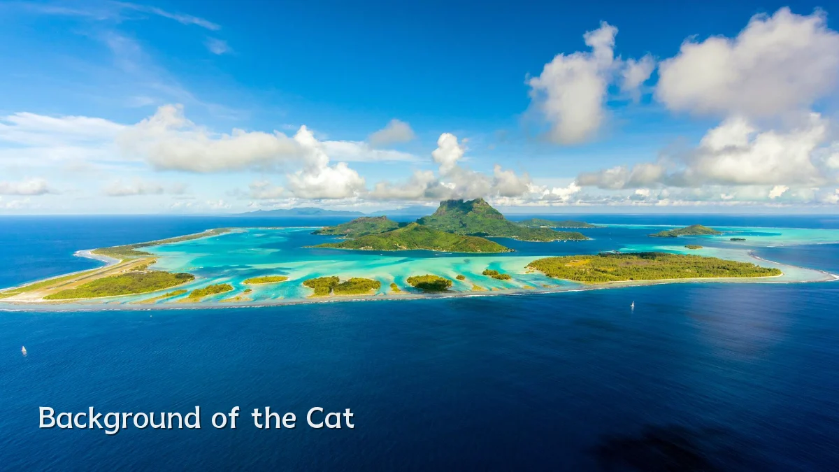 Background of the Cat