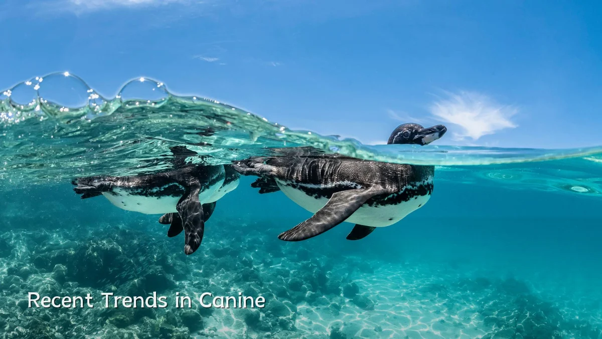 Recent Trends in Canine
