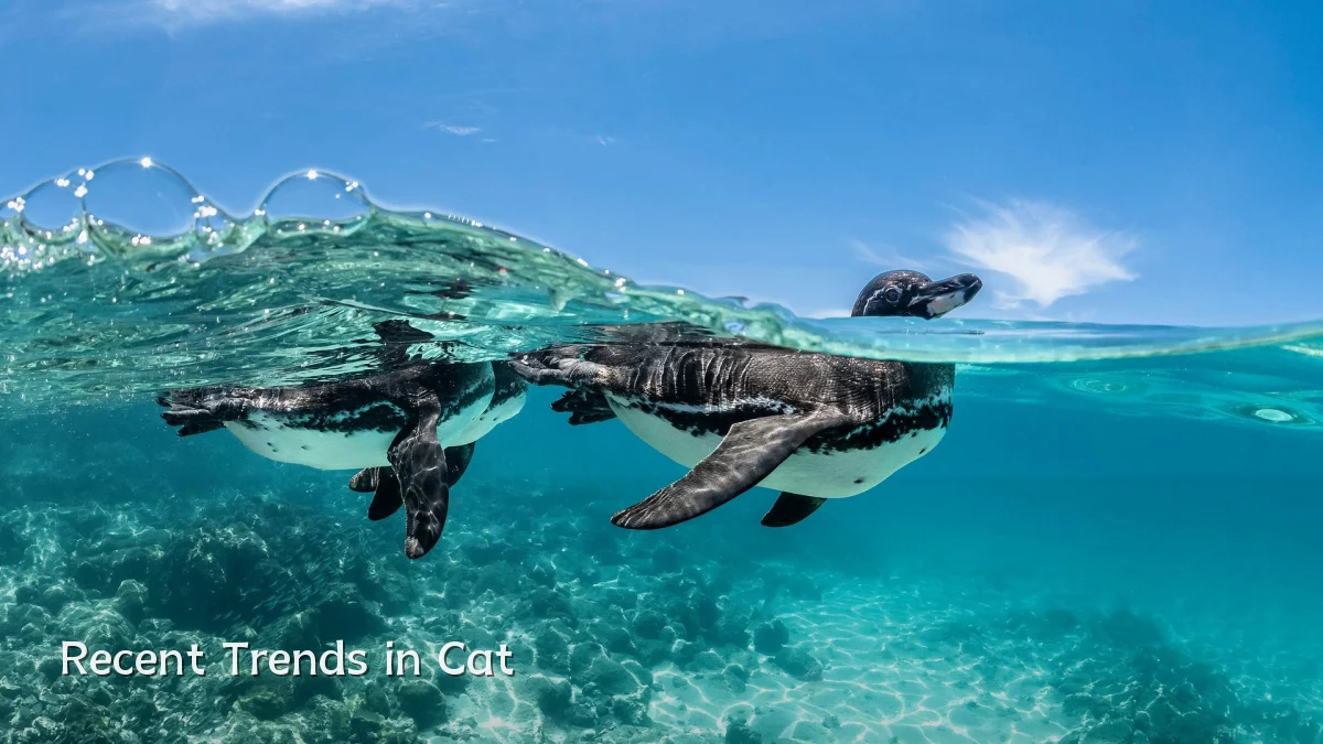 Recent Trends in Cat