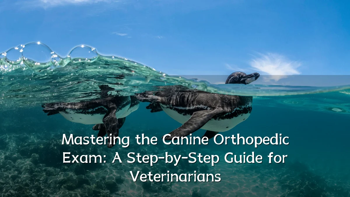 Mastering the Canine Orthopedic Exam: A Step-by-Step Guide for Veterinarians